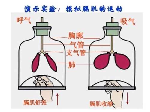 肺部運動.jpg